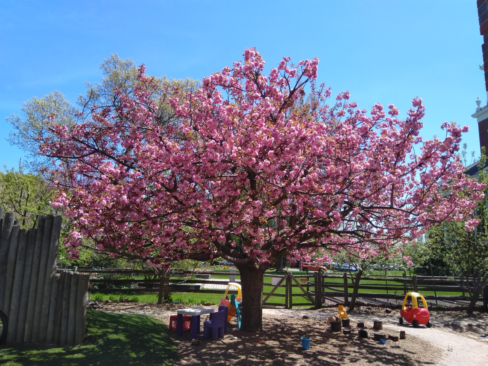 Cherry blossoms on the LPC playground